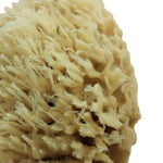 Wool Sponge